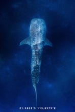 Load image into Gallery viewer, Whaleshark Tea Towel