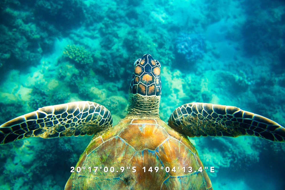 Turtle Tones pouch