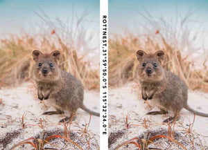 Quokka Smile notebook