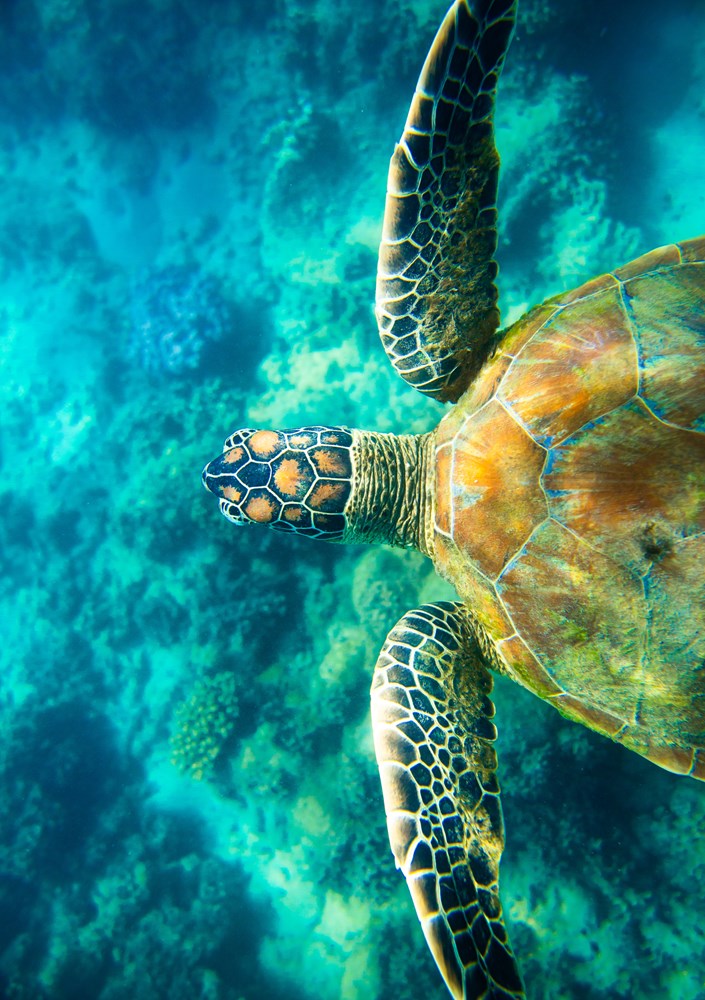 Turtle Tones notebook
