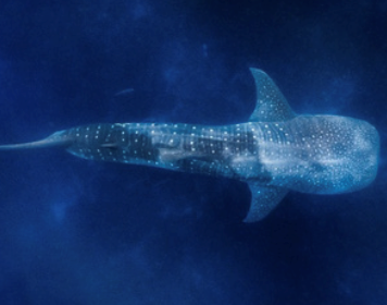 Whale Shark pouch
