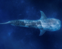 Load image into Gallery viewer, Whale Shark pouch