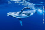 Whale Wave Tea Towel