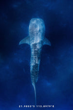 Whaleshark Tea Towel