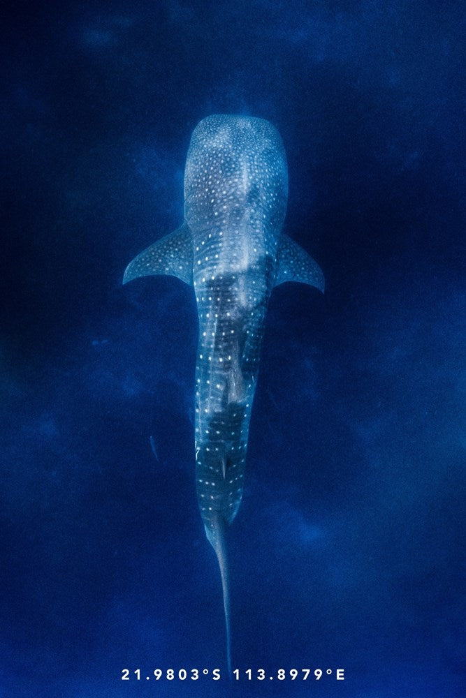 Whaleshark Tea Towel