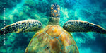 Turtle Tones beach towel