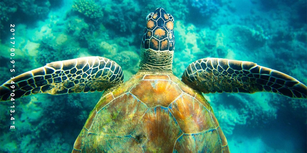 Turtle Tones beach towel