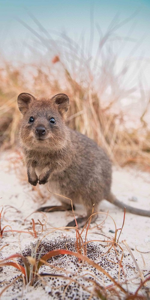 Quokka Smile beach towel