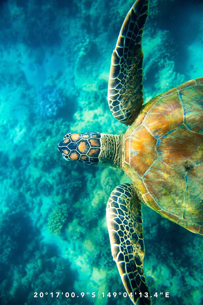 Turtle Tones tea towel