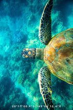 Turtle Tones tea towel
