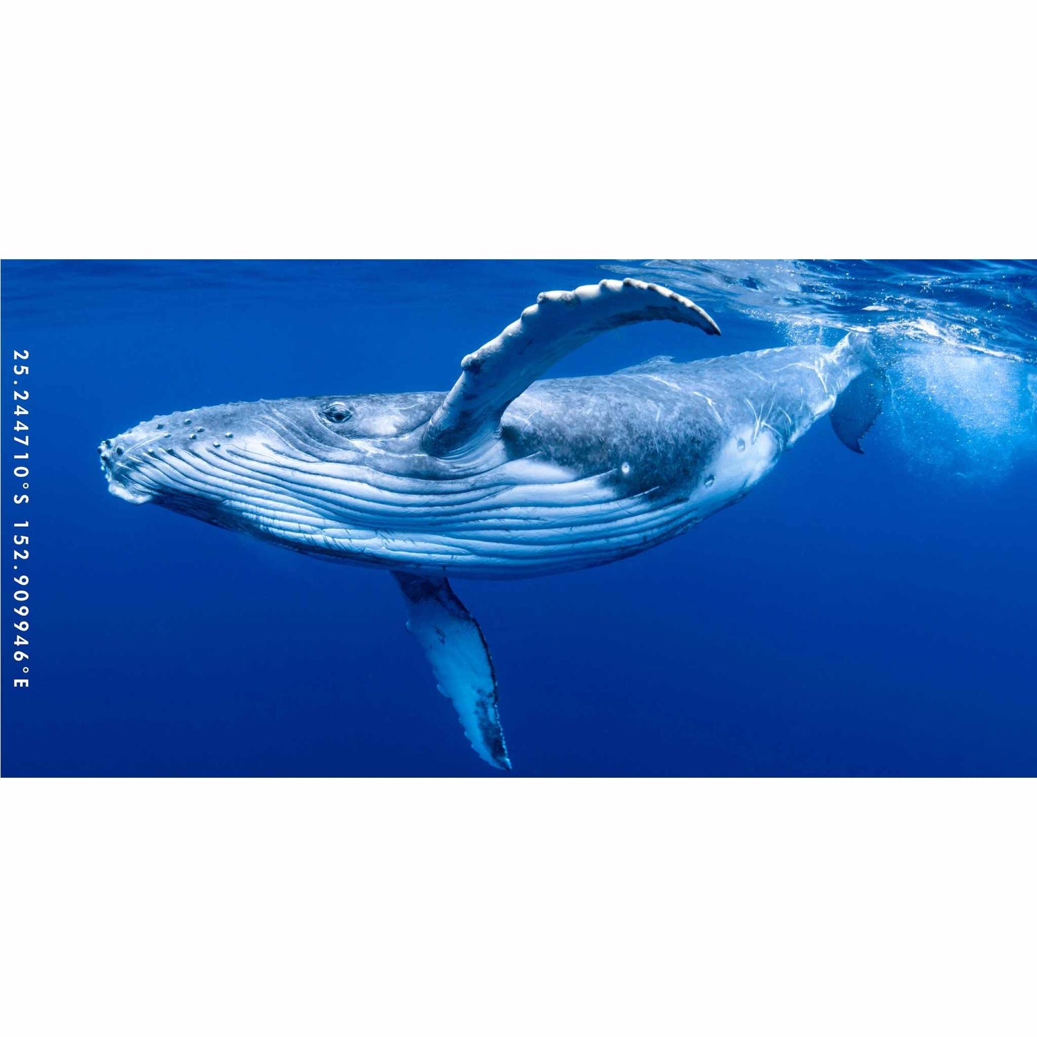 Whale Wave beach towel